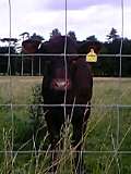 tatton2