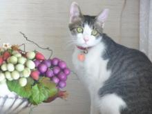 ねこ