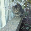 にゃぁ。の画像