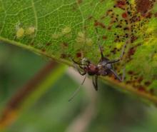 ant and bug