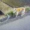 u･ω･u今朝のお散歩＆筋肉痛↓↓の画像
