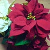 ポインセチアでクリスマス気分☆の画像