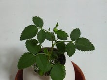 2008071923270000.jpg