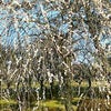 春〓の画像