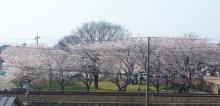 sakura
