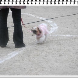画像 【わんわん運動会！！ｉｎ２００８】Part２♪ の記  事より 32つ目