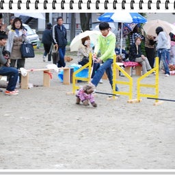 画像 【わんわん運動会ｉｎ２００８！！】Part3♪ の記事より 57つ目