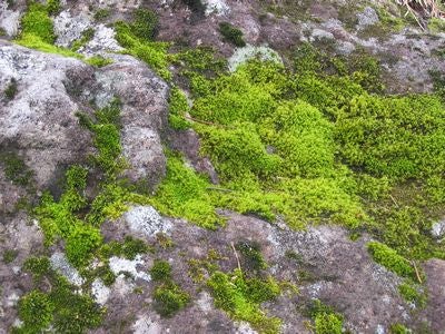 苔と岩