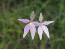 pinkorchid