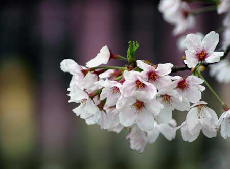 sakura