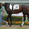 愛馬近況報告５の画像