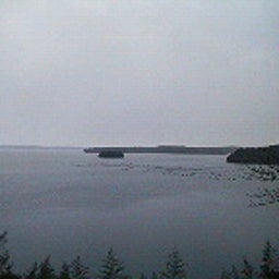 ハチの日記-200901010848000.jpg