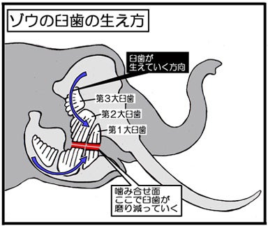 ゾウの臼歯の生え方