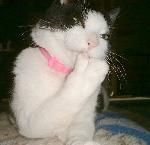 ねこ１２
