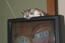 置き猫