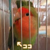 モモっち大暴れの画像
