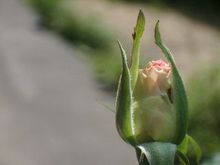 マチルダのつぼみ