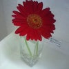 花束〜変身④の画像