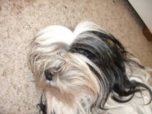 lazydog