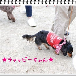 画像 【わんわん運動会！！ｉｎ２００８】part１♪ の記事より 16つ目