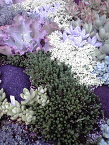 2008082611290000.jpg