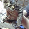 猫を拾って…の画像