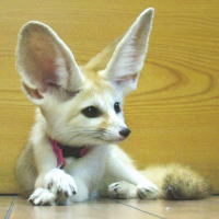 きつえ