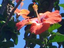 hibiscus