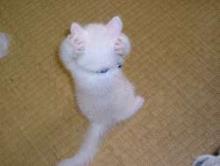 ねこ１１