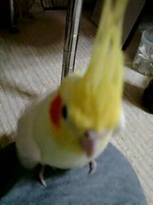 りりしいですー