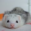 かわいいなぁ～♪の画像