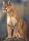 ナースShiroのアメリカ生活-mountain lion