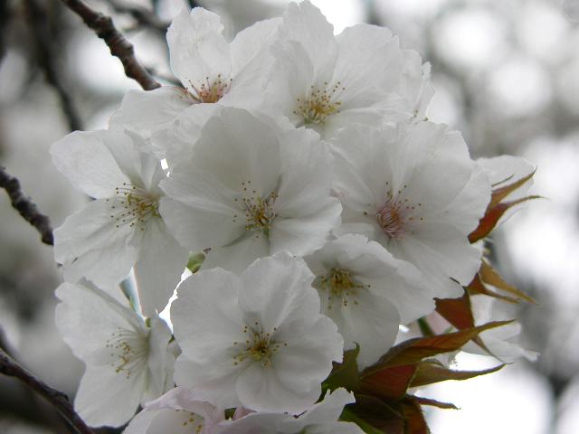 里桜 太白 サトザクラ タイハク 花の色調べ