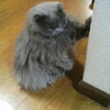 友達んちの猫さんの画像