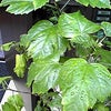 毎日雨です！！！の画像
