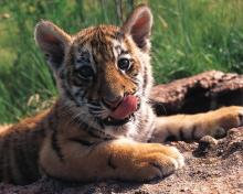 Baby Tiger
