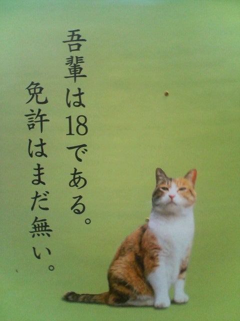 ネコの日