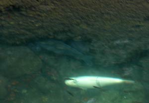 koi