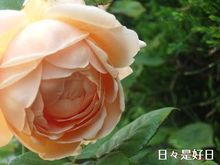 アンブリッジローズ