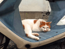 m-cat