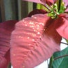光る花びらの画像