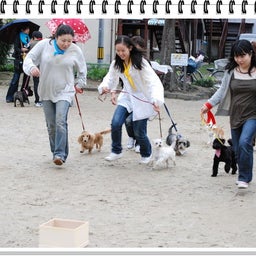 画像 【わんわん運動会ｉｎ２００８！！】Part3♪ の記事より 16つ目