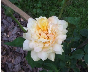 rose6
