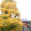 大銀杏の画像