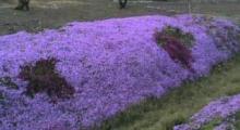 道端一面芝桜