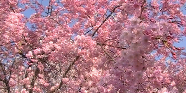 花見