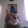 Merry Christmas ！の画像