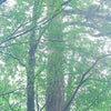 屋久島の森の画像