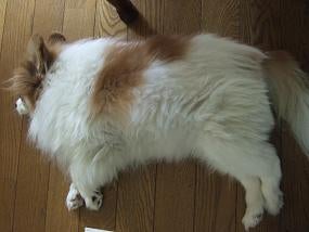 むすめっちのおすがた