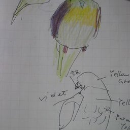 旭山の鳥